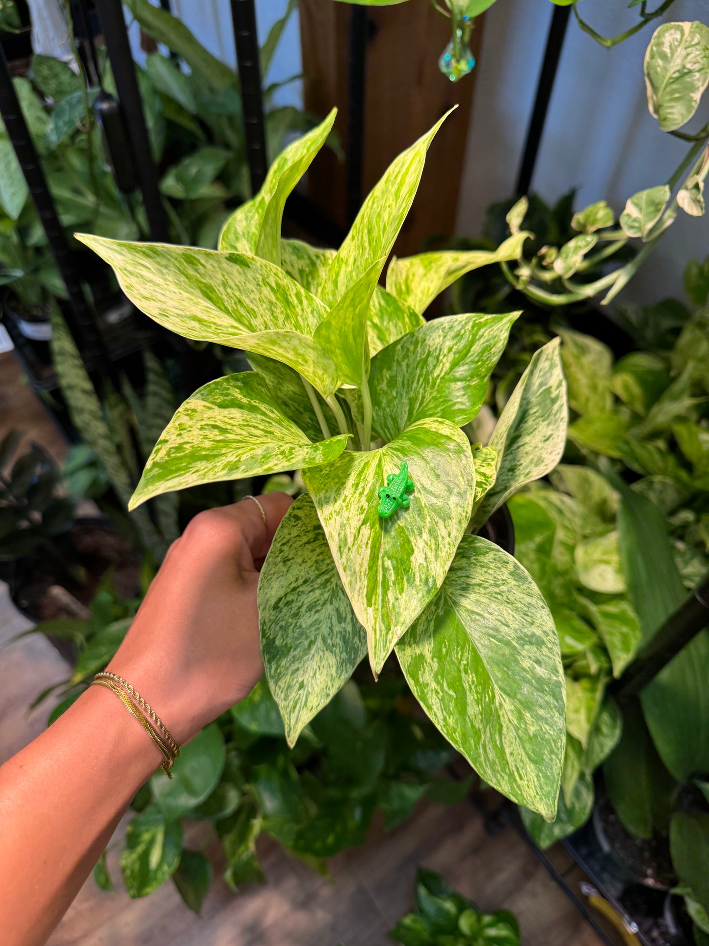 Green Alligator or Crocodile Plant Magnet