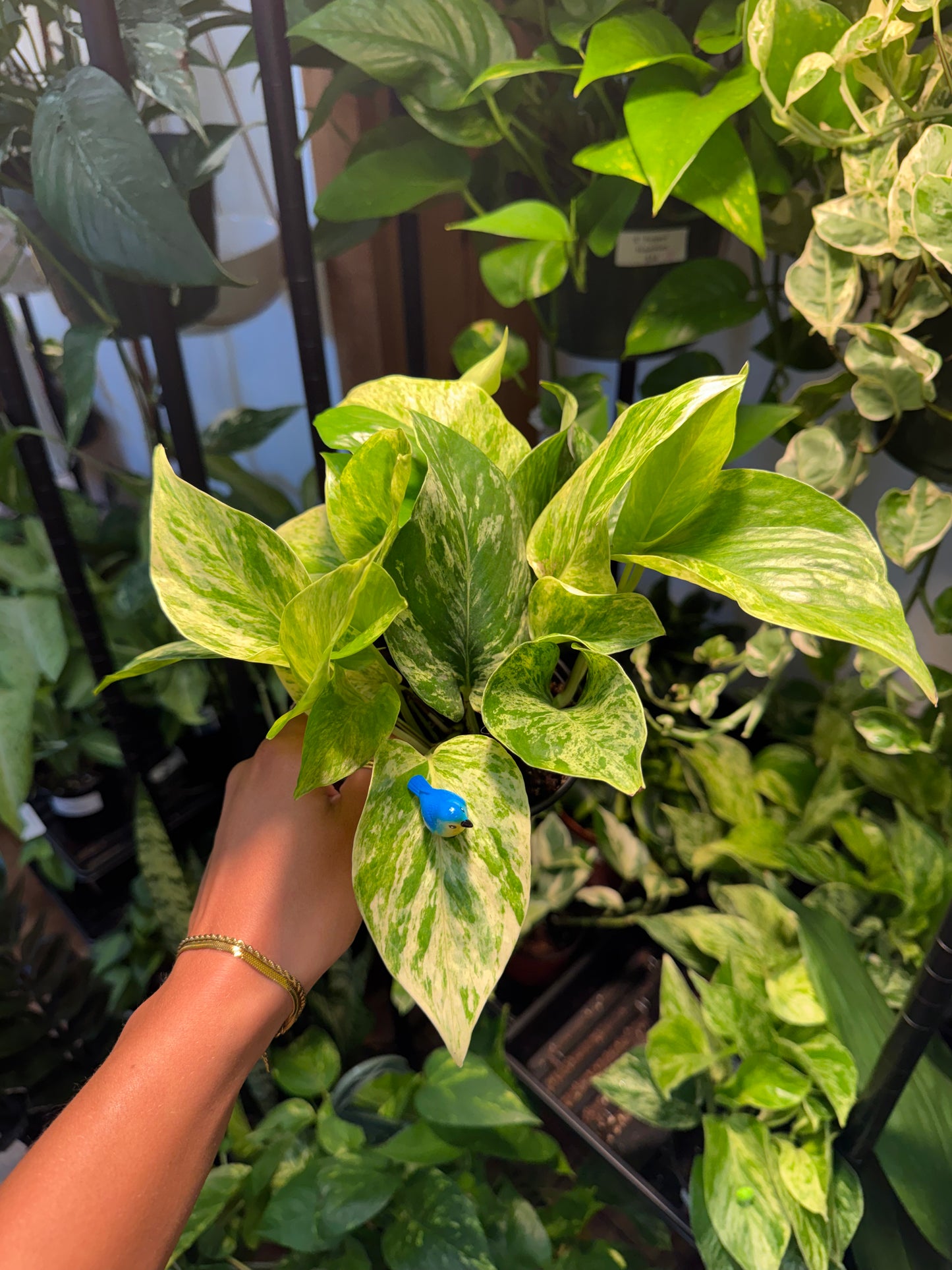 Blue Bird Plant Magnet