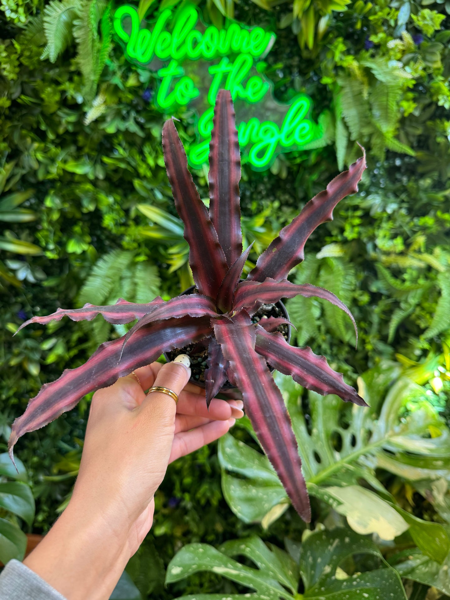 4" Bromeliad-Cryptanthus 'Red Star'