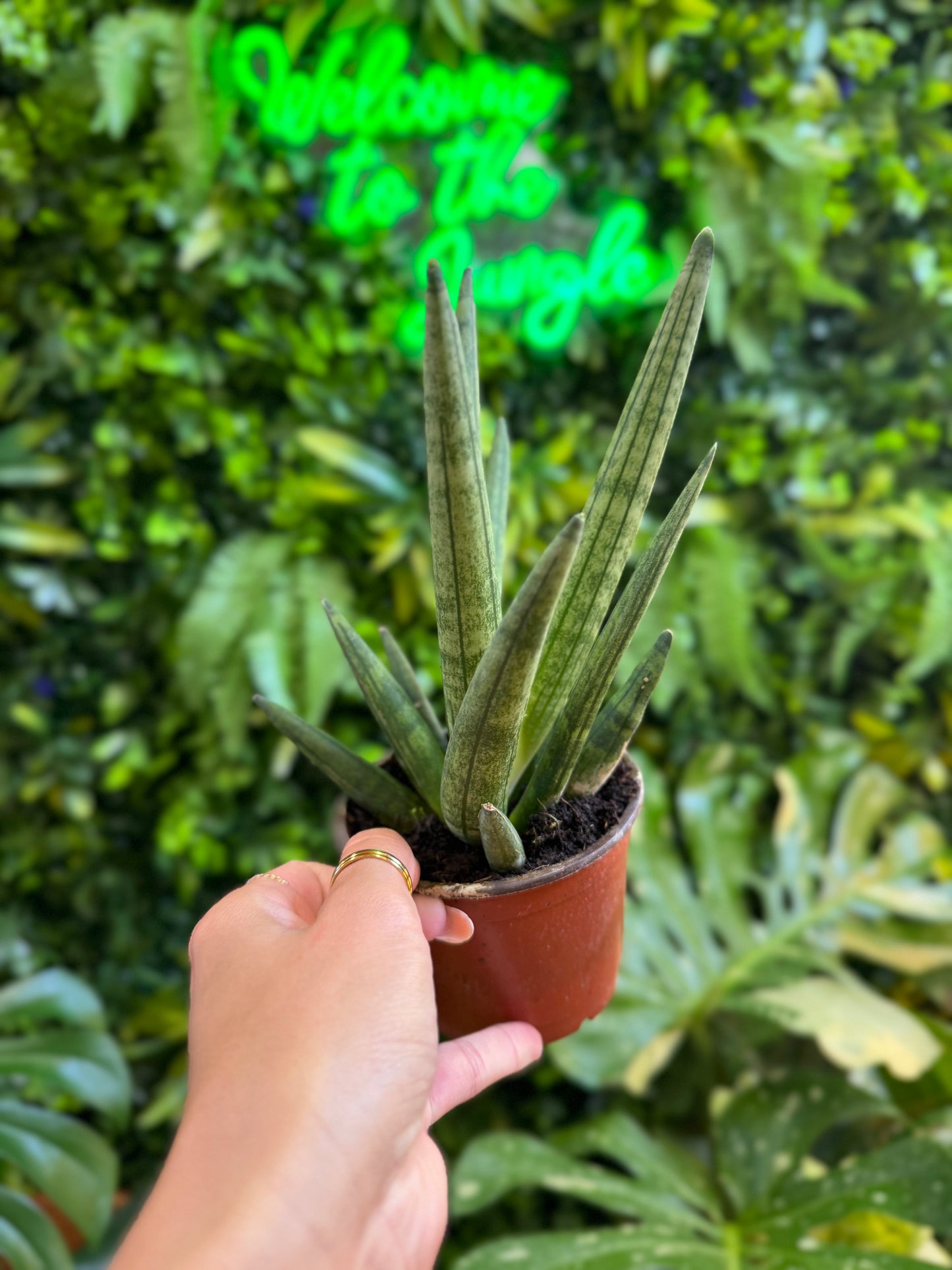 4" Sansevieria 'Hedgehog' (Snake Plant)
