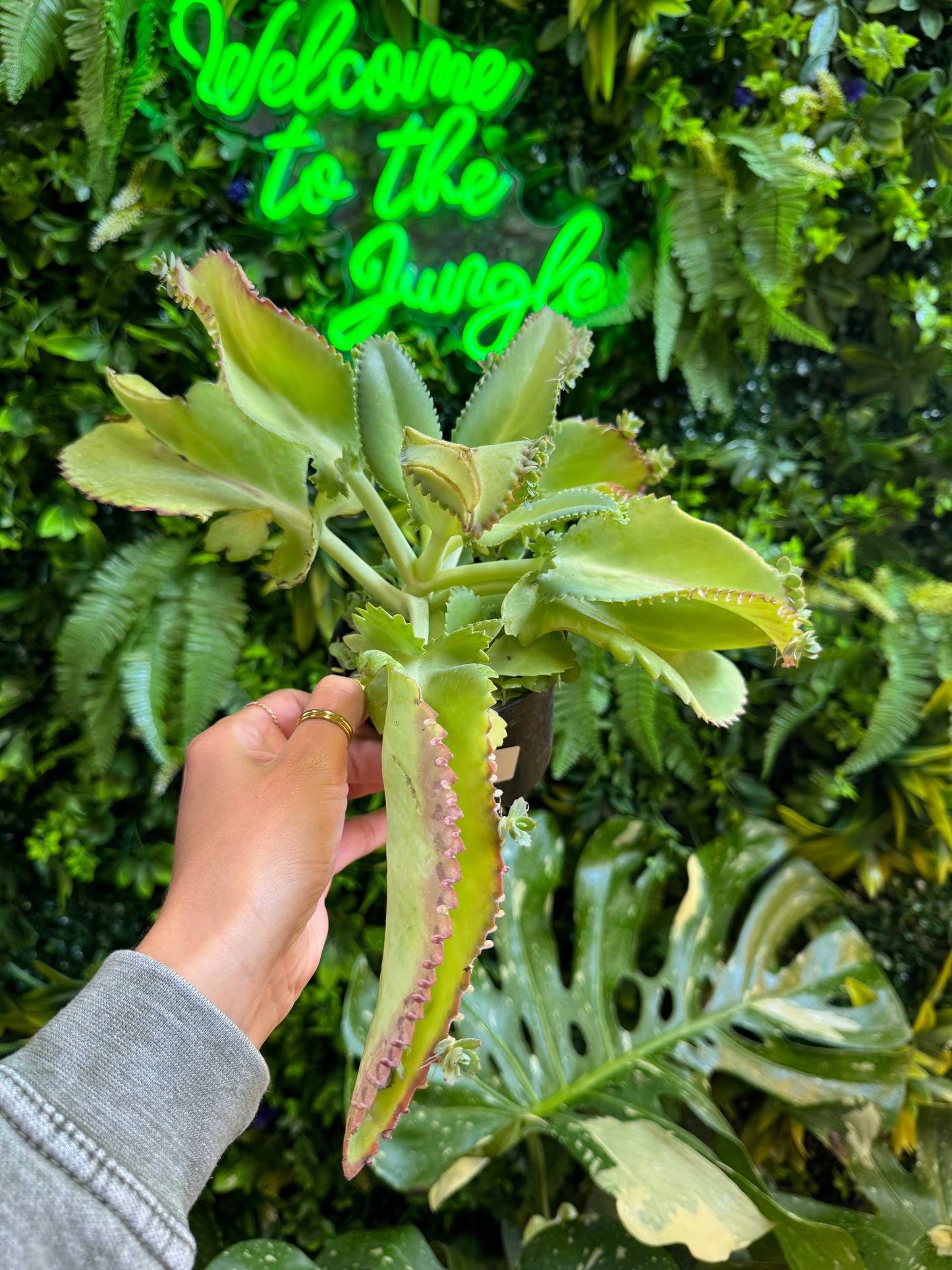 4.5" Kalanchoe Laetivirens 'Mother of 1000's'