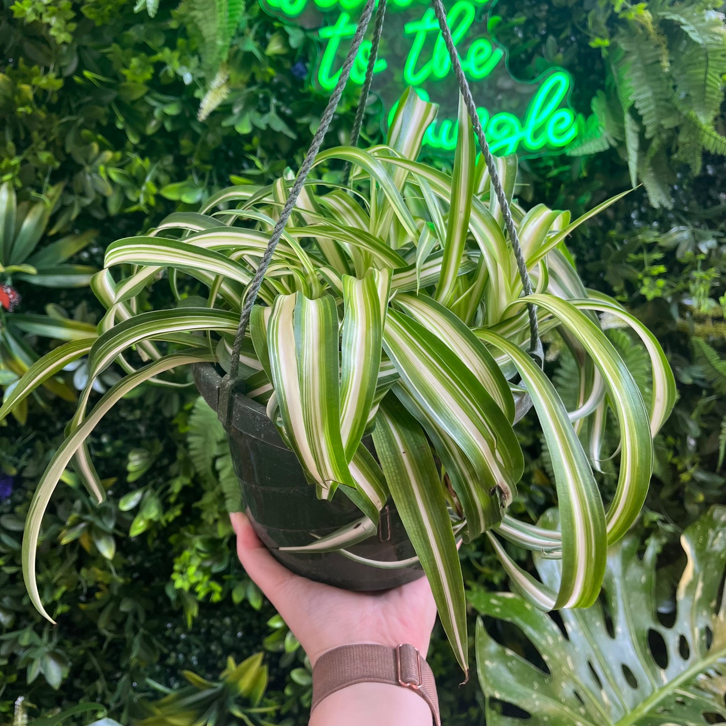 8" Chlorophytum Comosum 'Bonnie' Curly Spider Plant - Hanging Basket