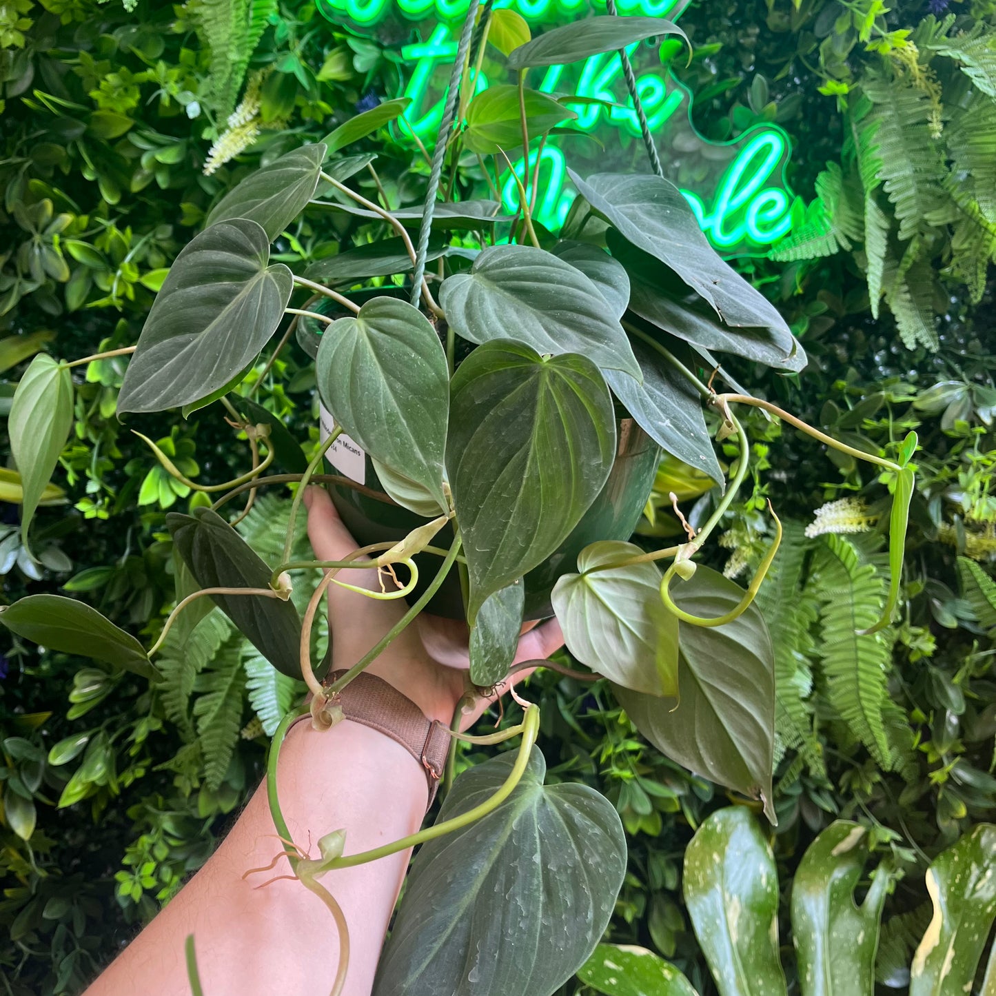 8" Philodendron Micans - Hanging Basket