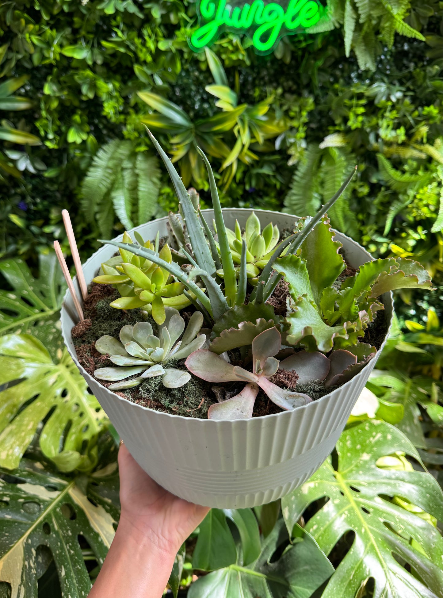 Assorted Succulent Planter