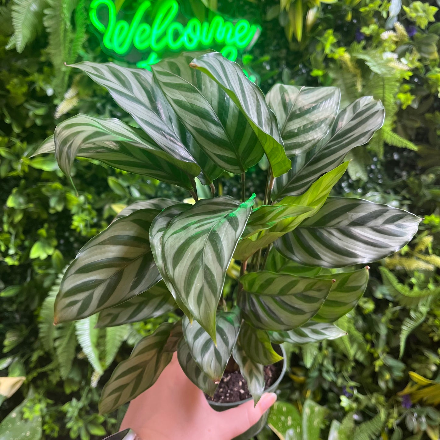4" Calathea 'Freddie'