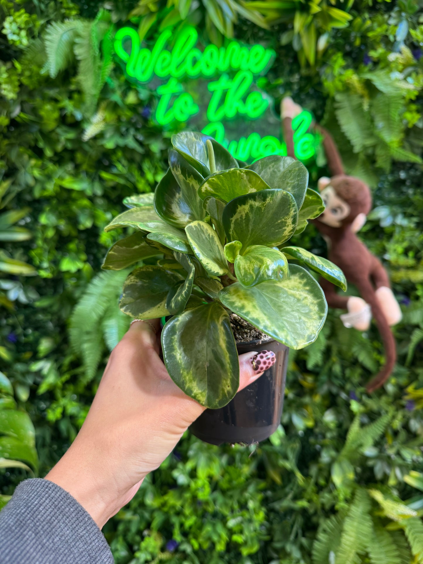 4" Peperomia 'Golden Gate'