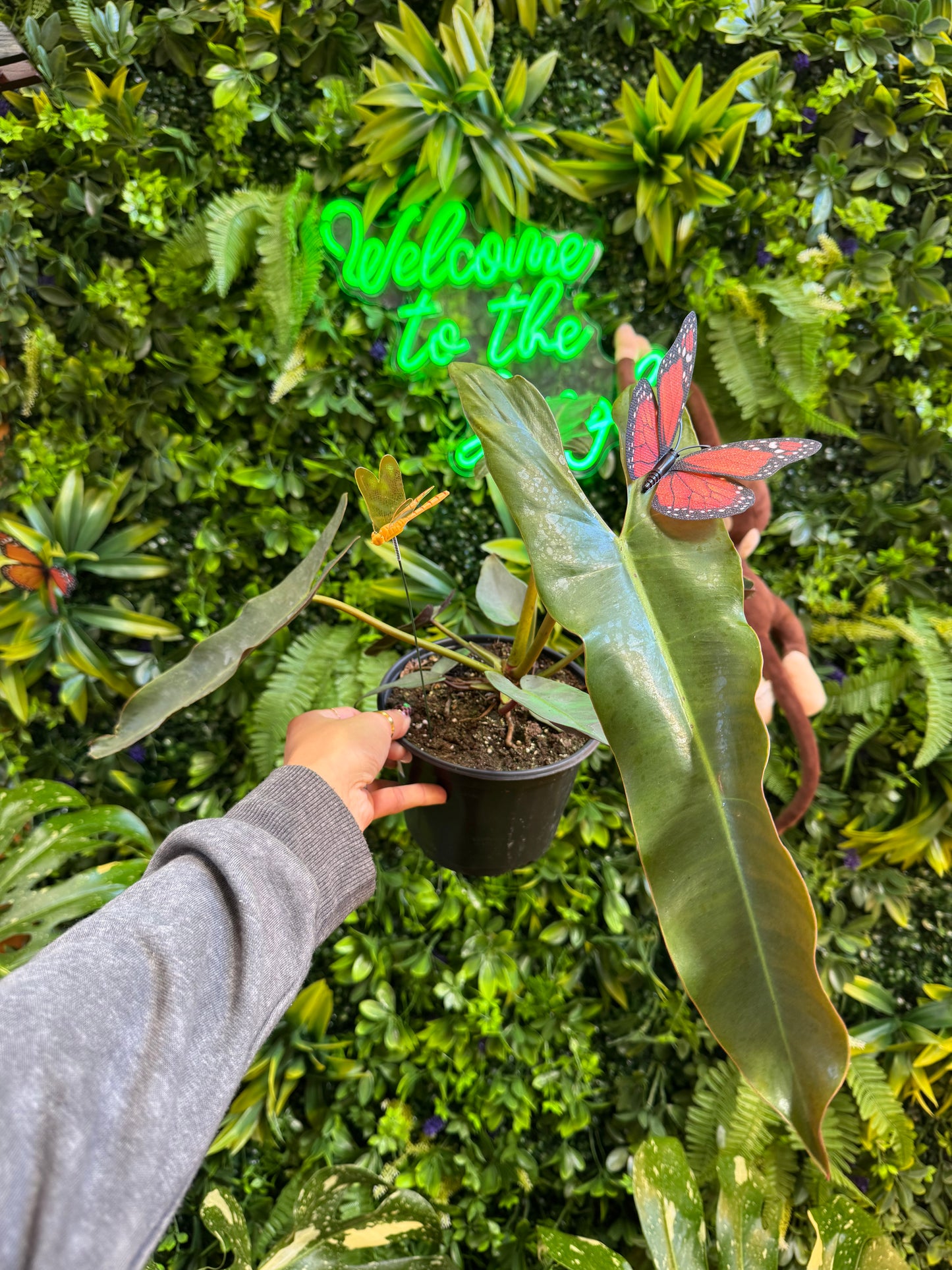 6" Philodendron Atabapoense