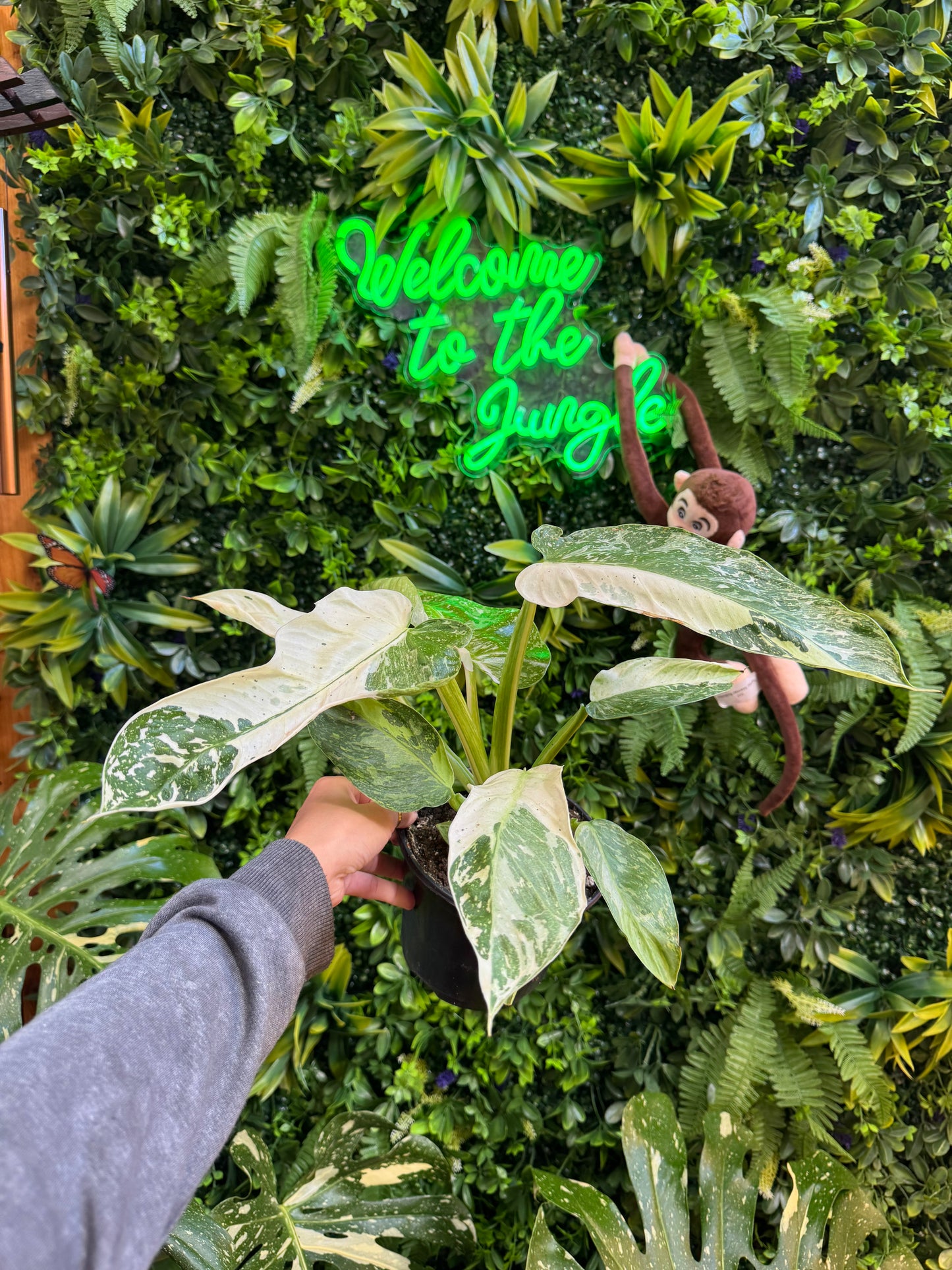 6" Philodendron Rare Variegated Jose Buono