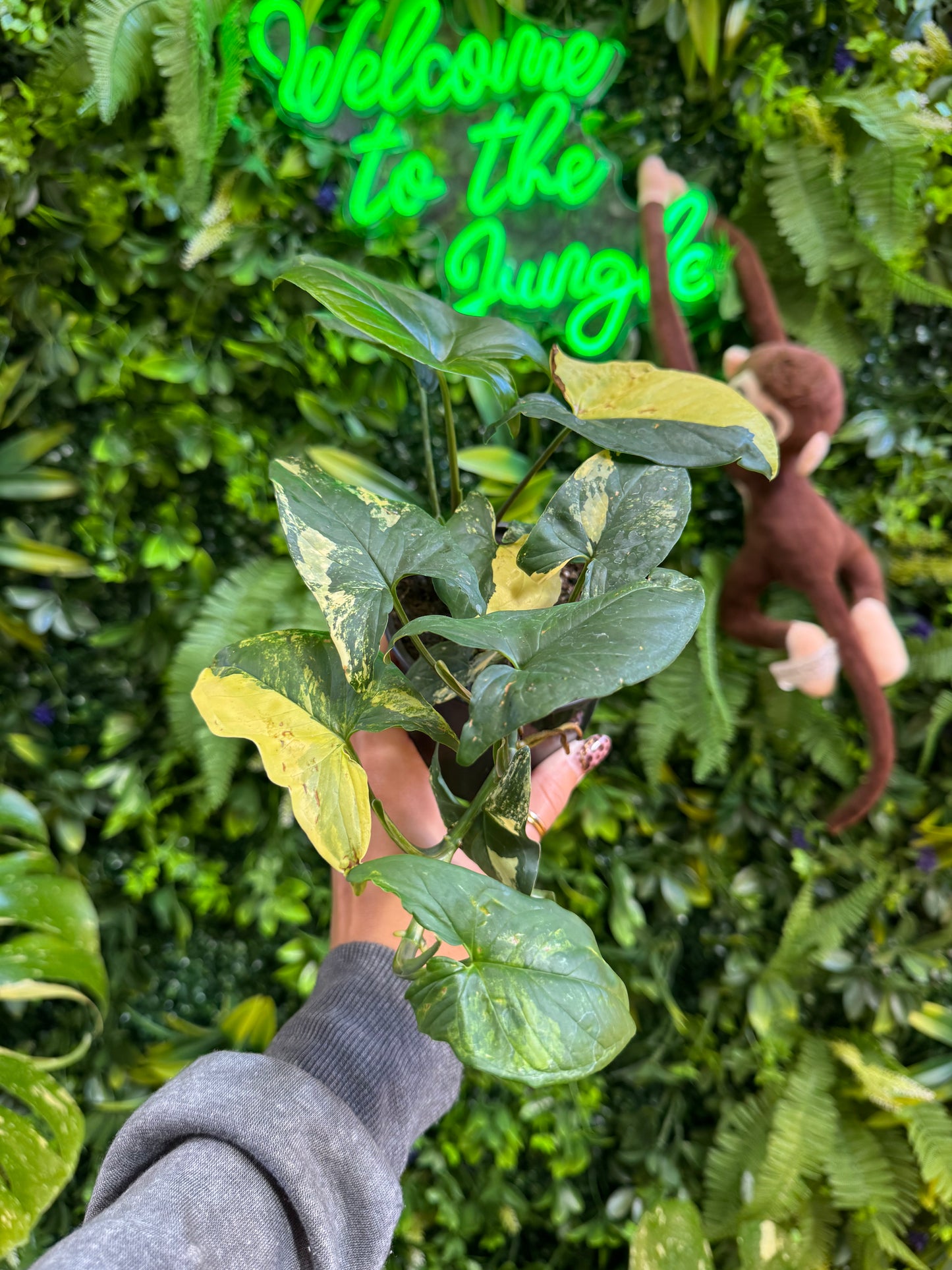 4" Syngonium Aurea