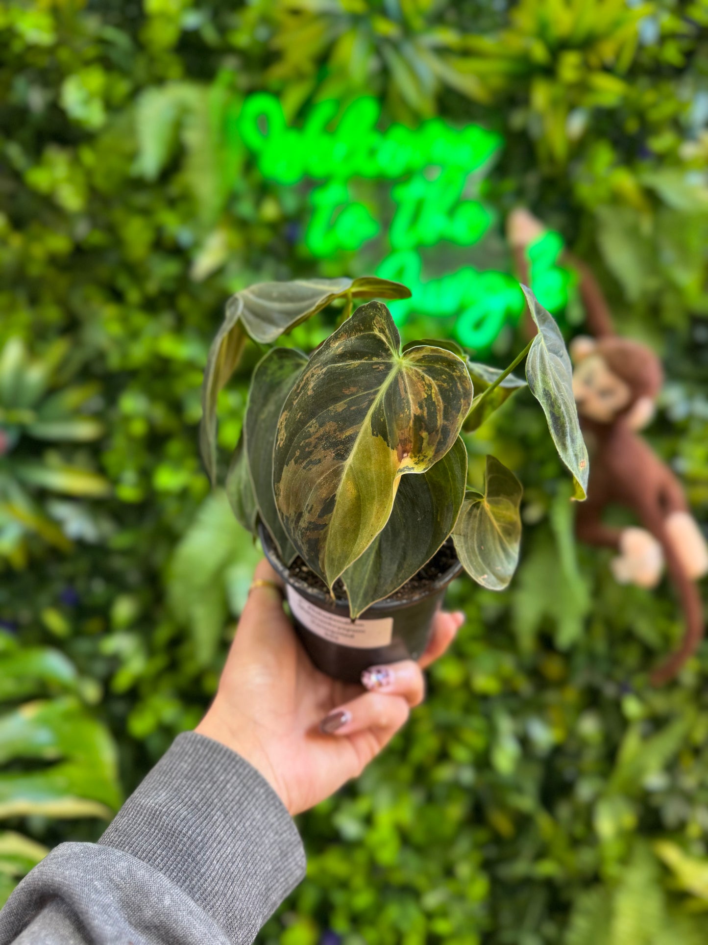4" Philodendron Melanochrysyum Variegated