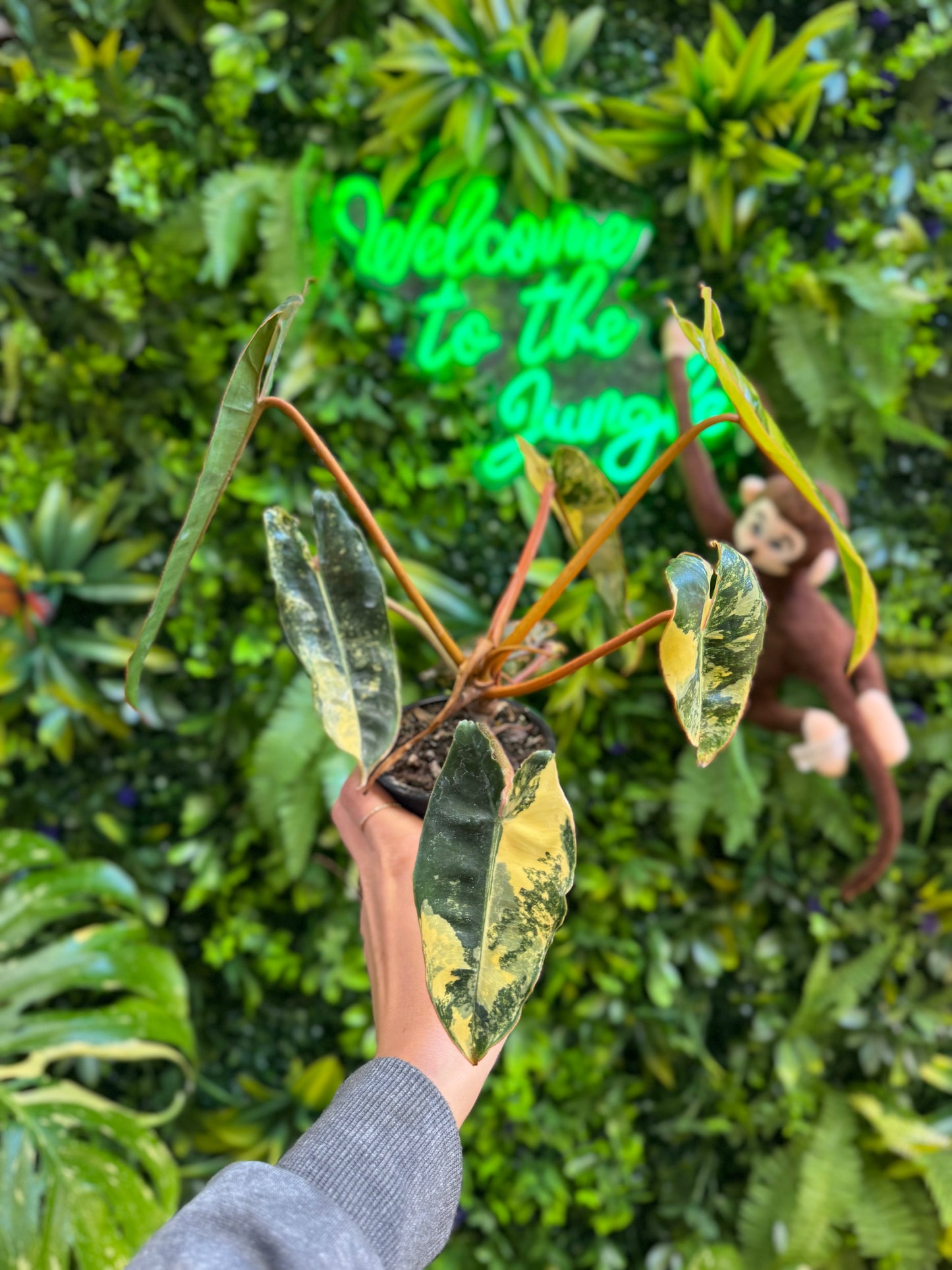 3" Philodendron Billietiae Variegated