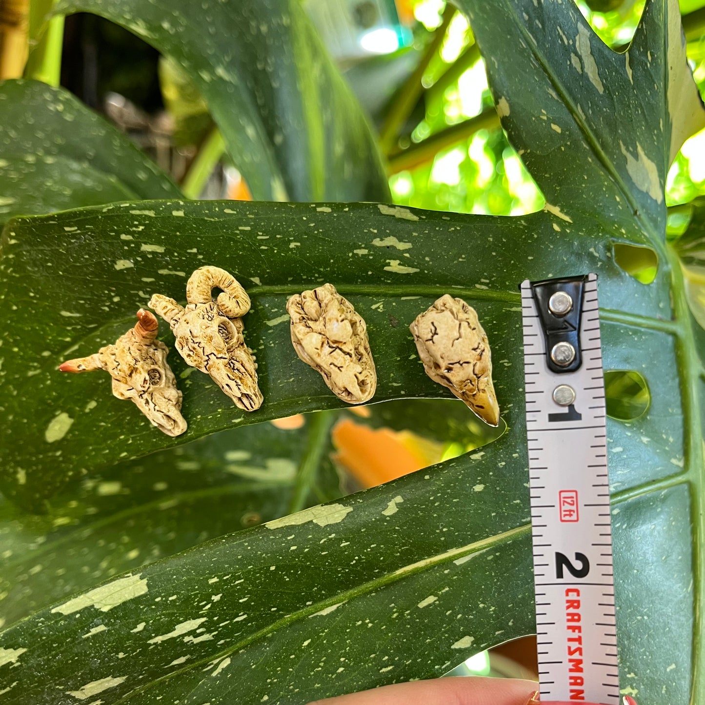 Animal Skull Plant Magnet