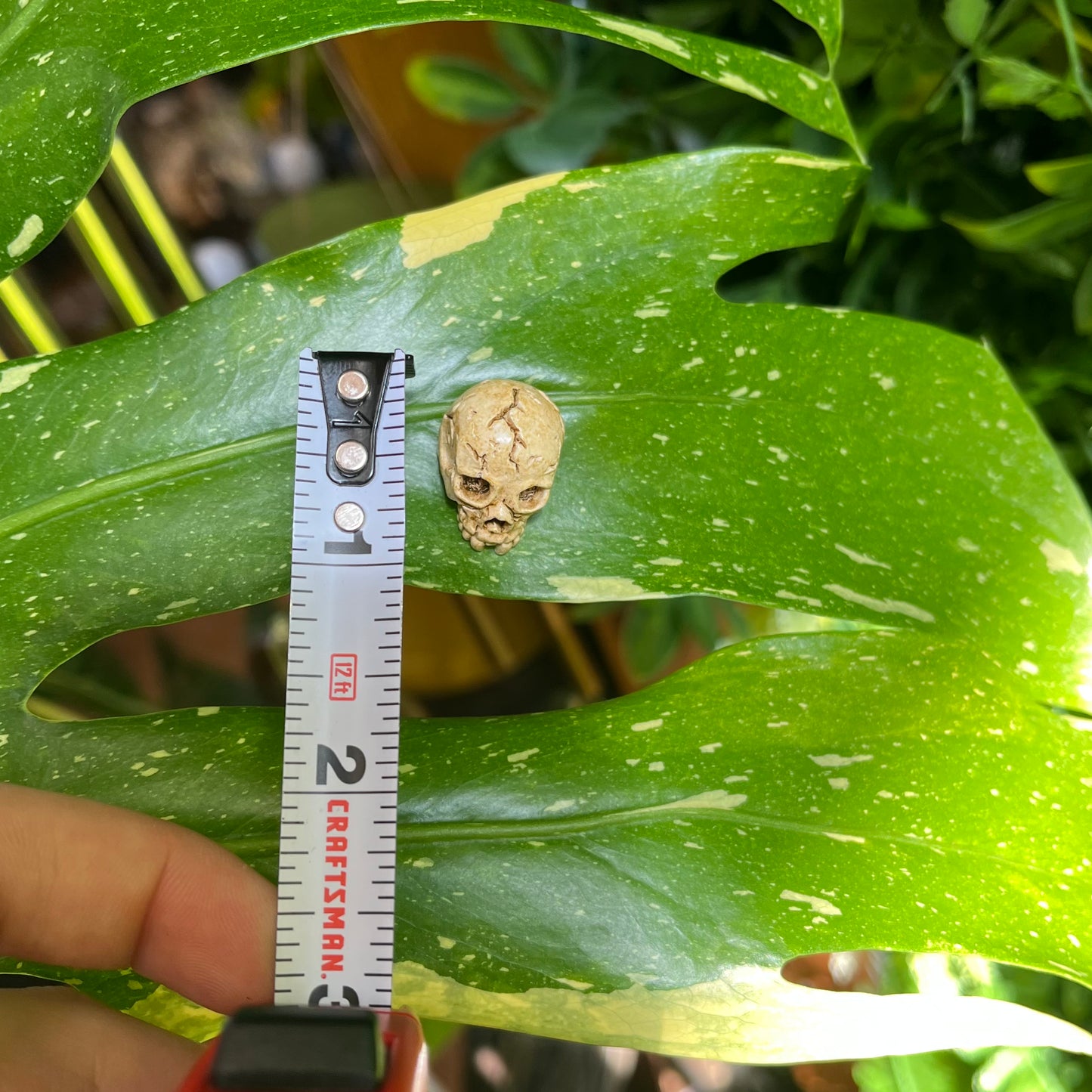 Skeleton Skull Plant Magnet