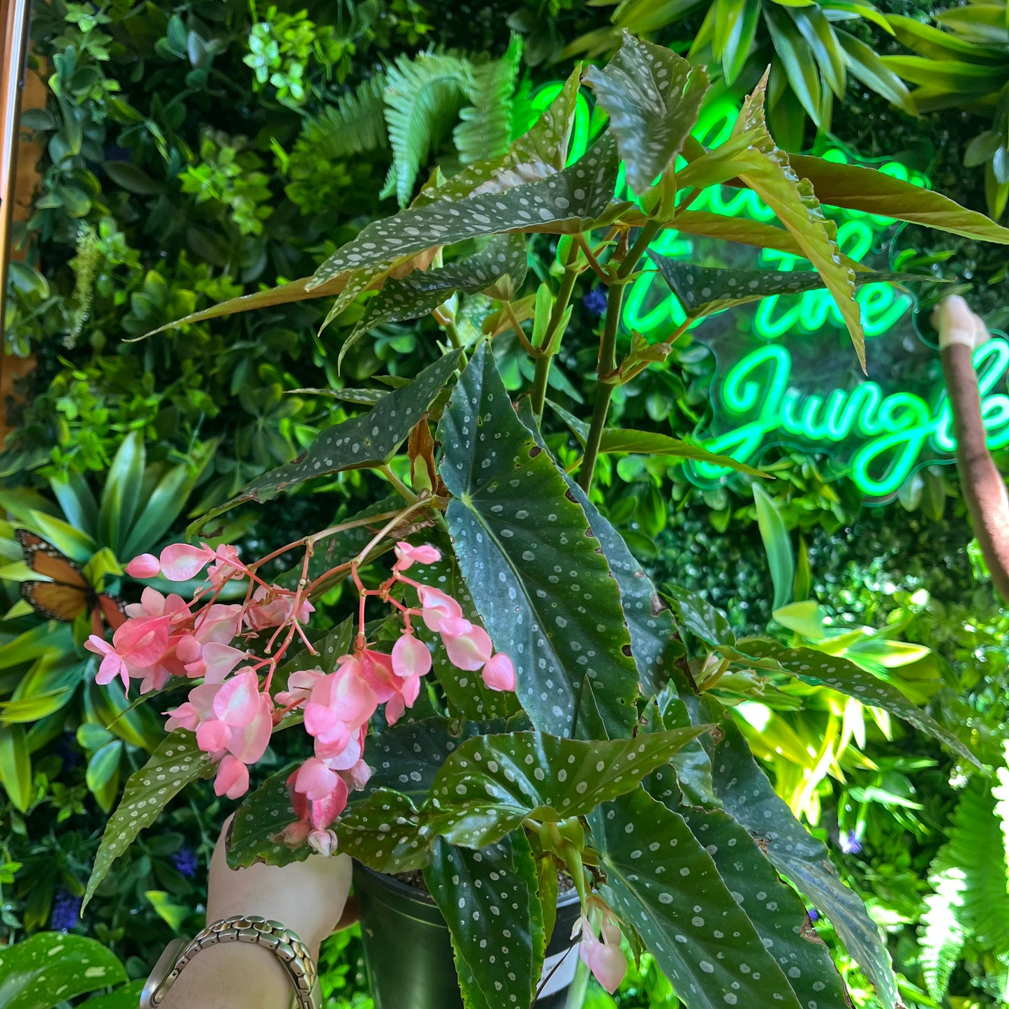 6" My Special Wing Begonia