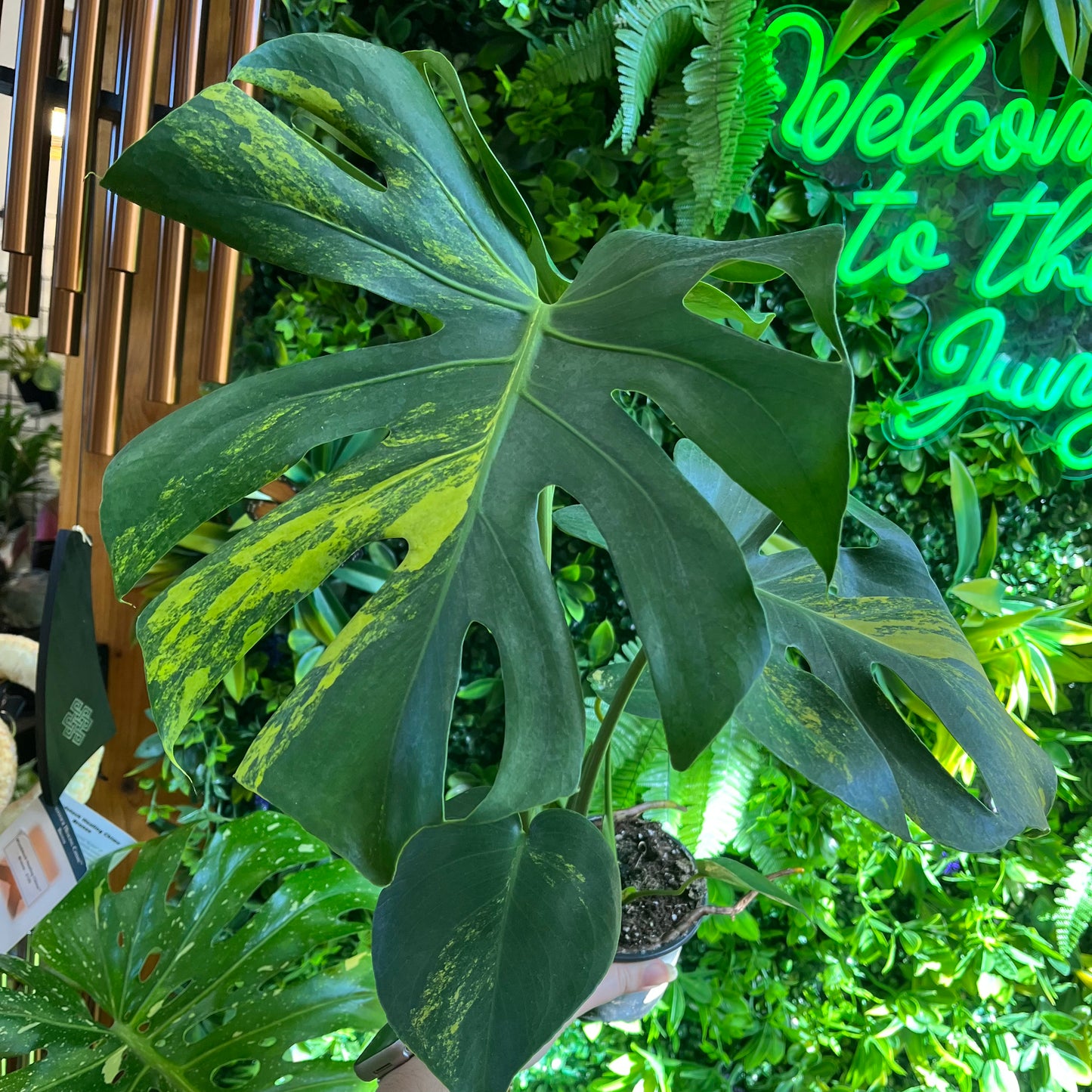 4" Monstera Yellow Marilyn