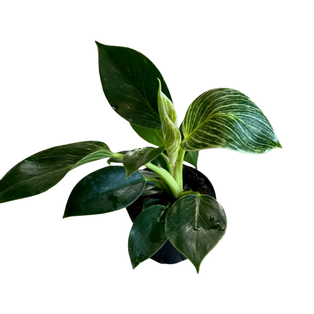 Philodendron ‘Birkin’