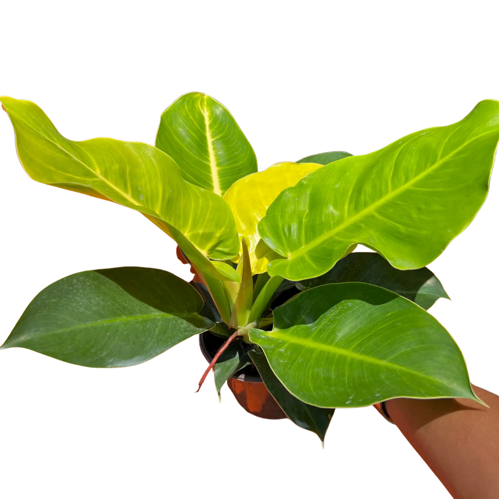 Philodendron ‘Moonlight’
