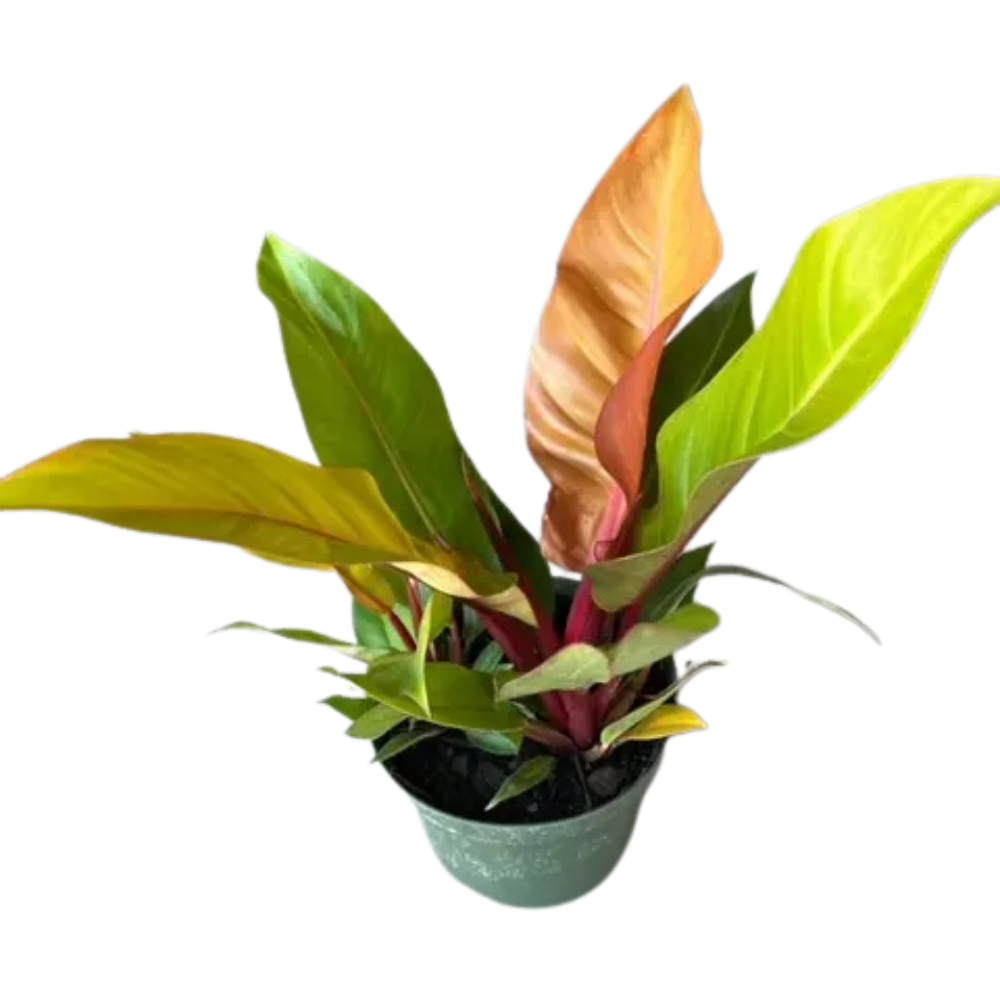 Philodendron ‘Prince of Orange’