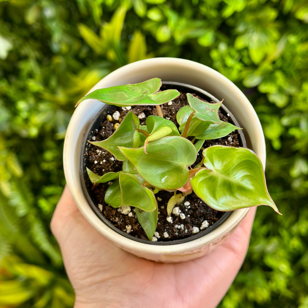 Philodendron Billietiae