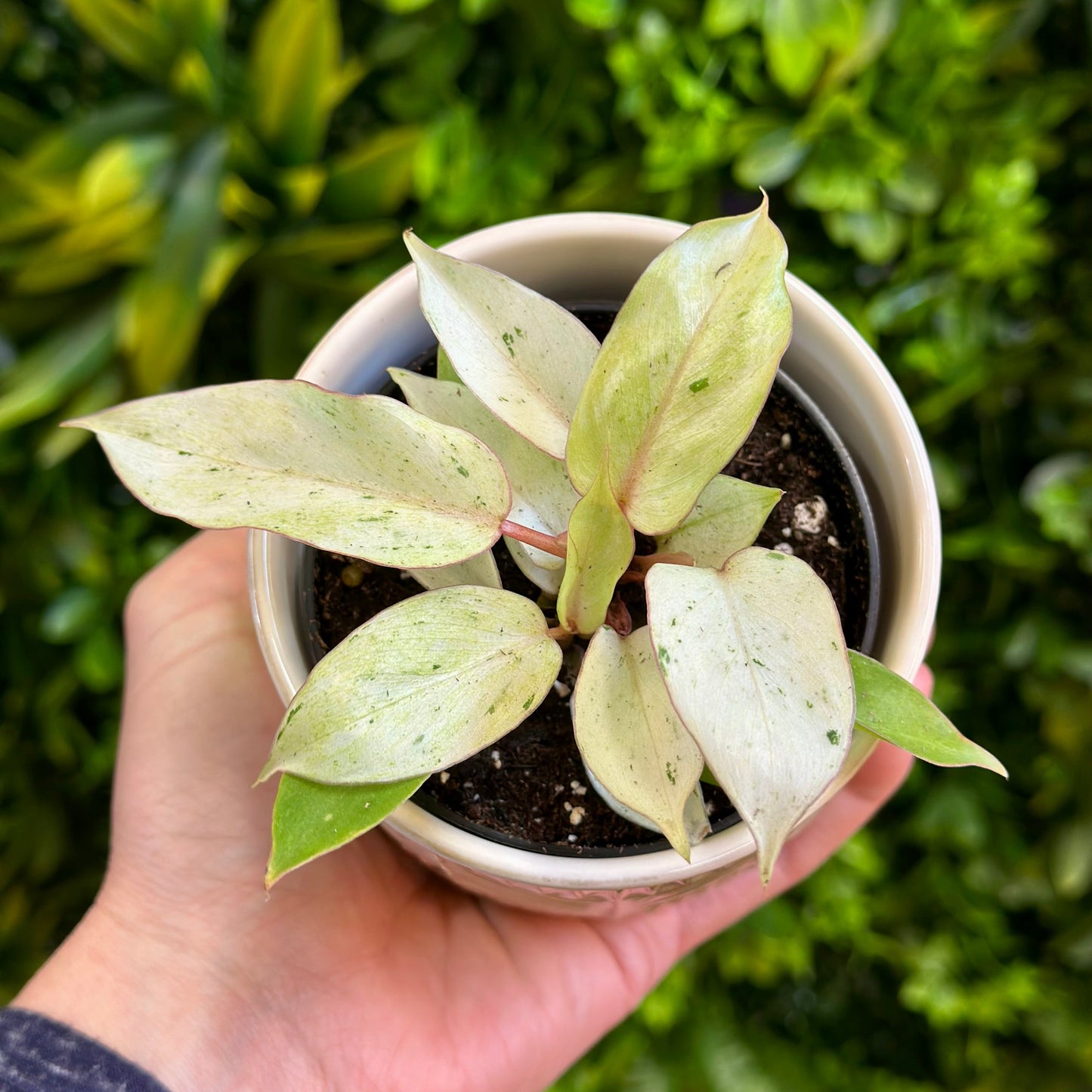 Philodendron ‘Snowdrift’