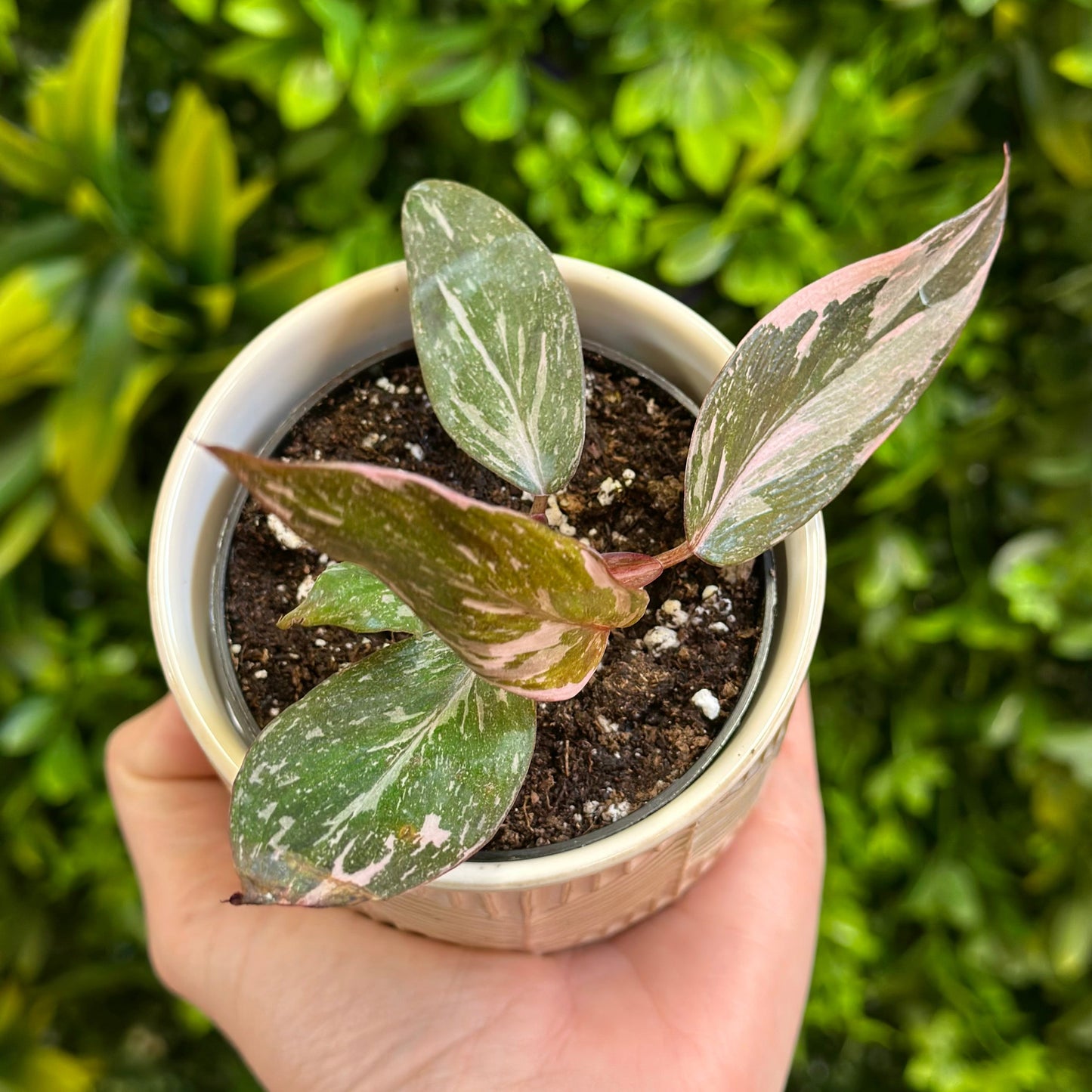 Philodendron ‘Pink Princess Marble’