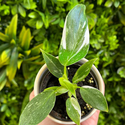 Philodendron White Wizard