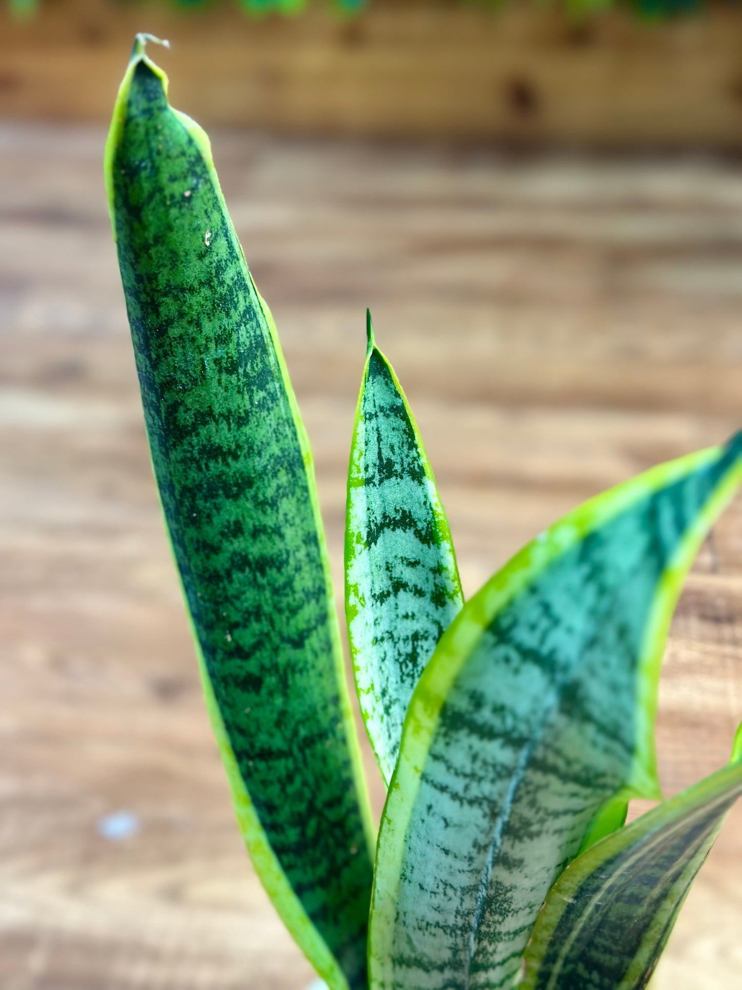 Sansevieria Trifasciata ‘Laurentii’ (Snake)