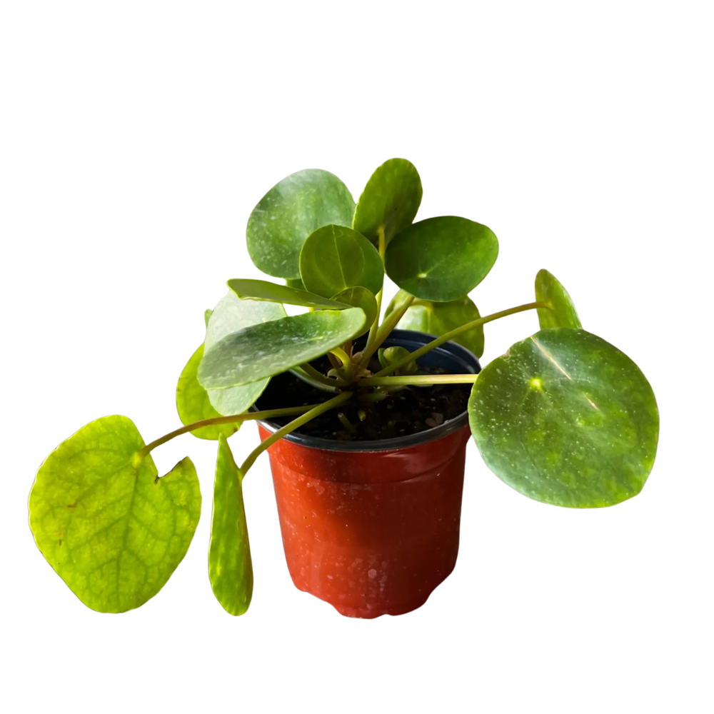 Pilea Peperomioides ‘Chinese Money Plant’