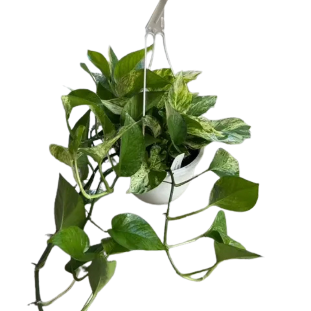 Pothos ‘Marble Queen’ (Epipremnum aureum) Hanging Basket