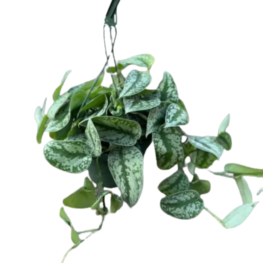 Scindapsus ‘Silver Satin’ (Scindapsus pictus) Hanging Basket