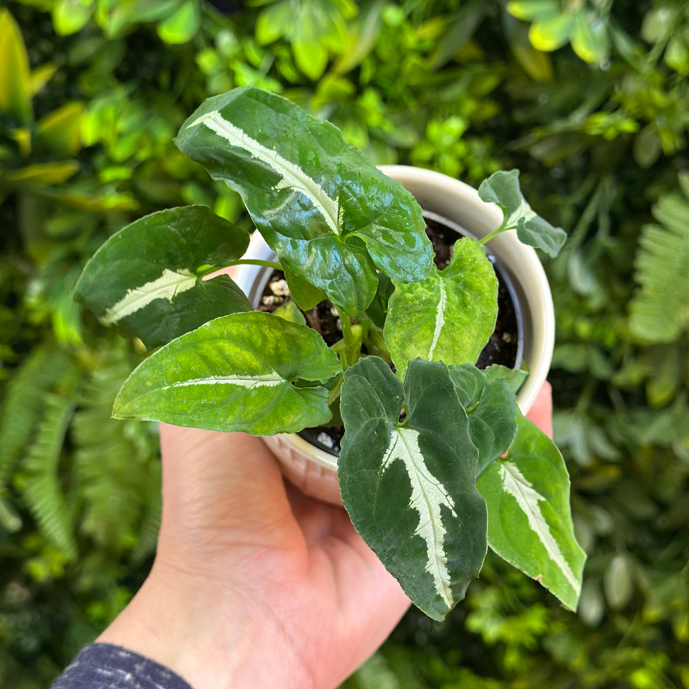 Syngonium Wendlandii