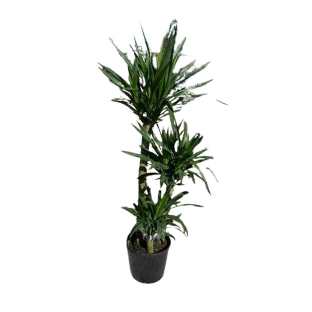 Yucca Cane (Yucca gigantea)
