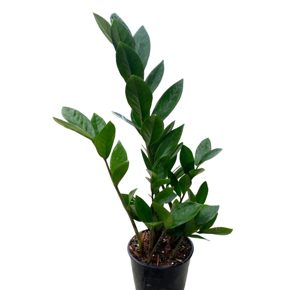 ZZ Plant (Zamioculcas zamiifolia)