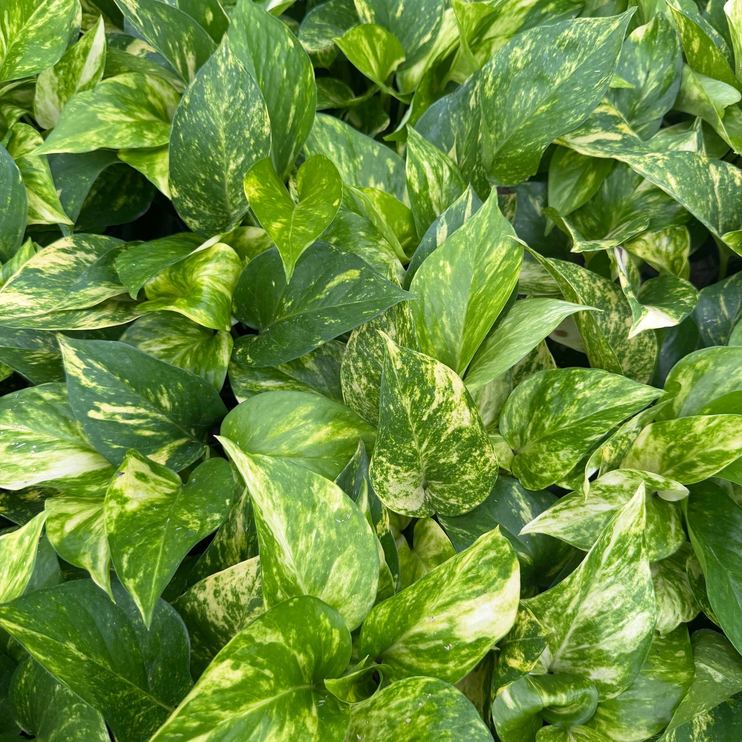 POTHOS Hawaiian Live Plant 4in