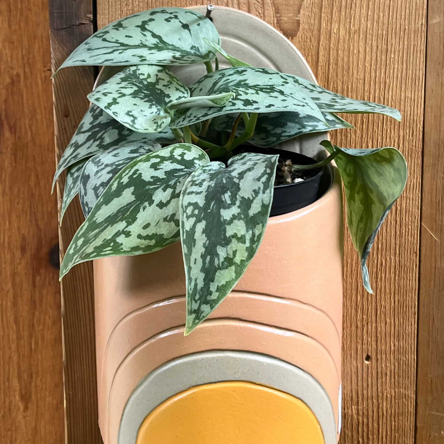 Plants in a cylindrical pot with a wooden background