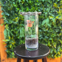 Terrariums & Arrangements