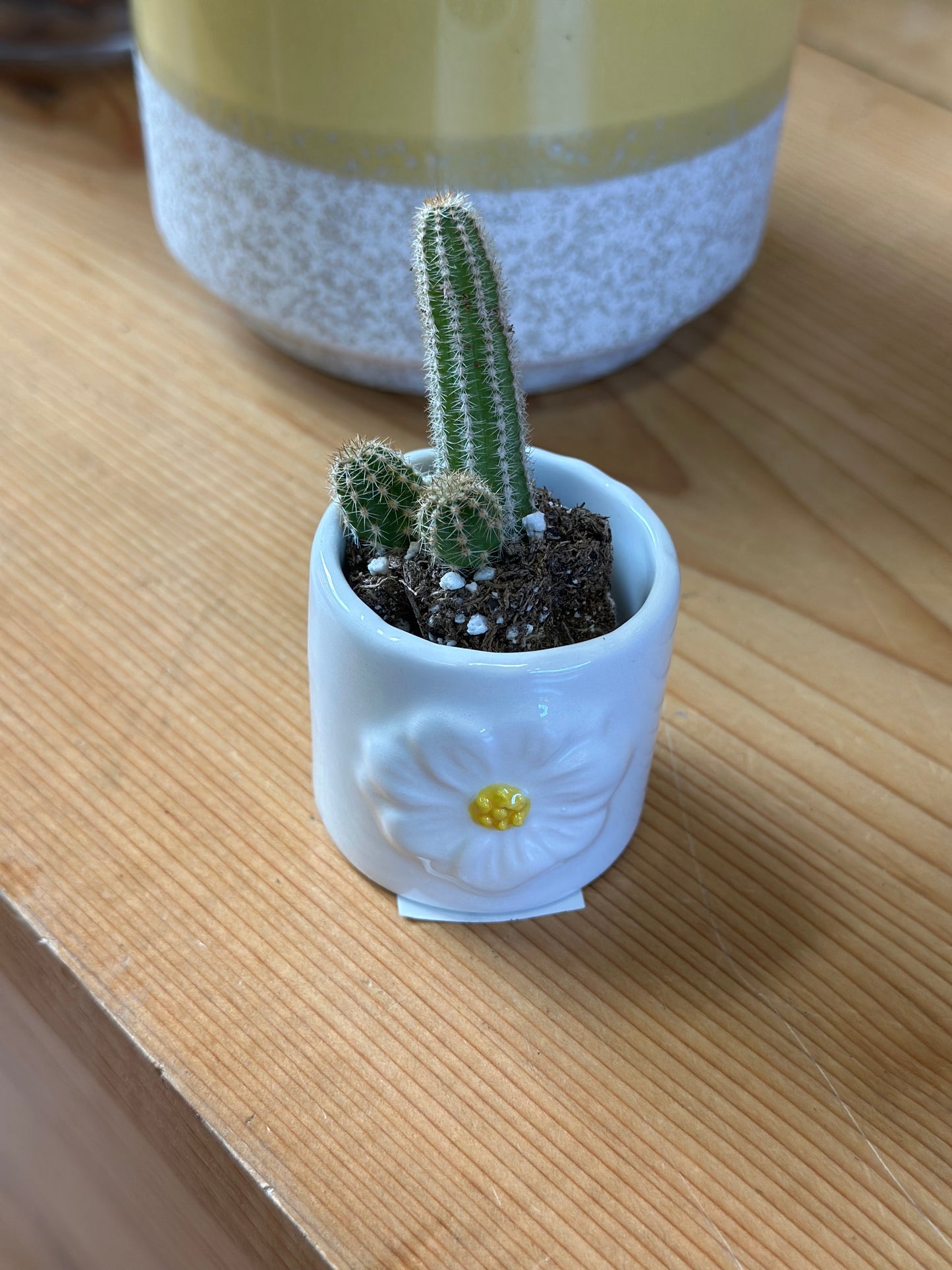 1.5" Cactus Plugs (no pot)