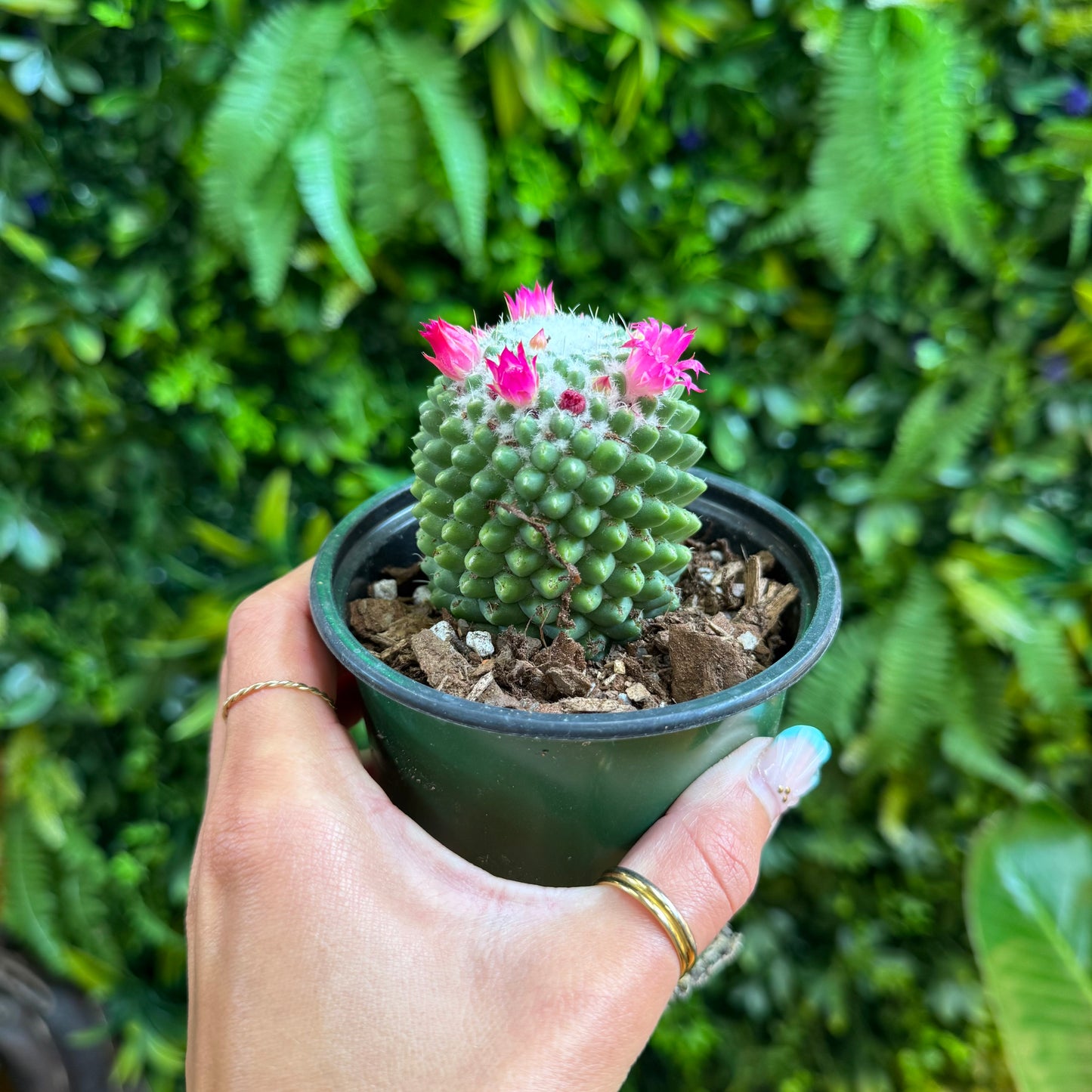 4" Mammillaria Magnimama Tolus Flowering