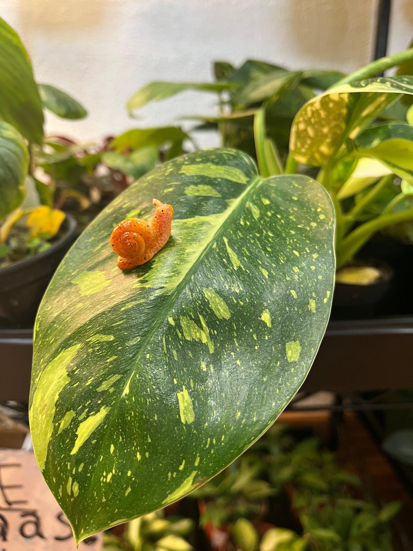 Snail Plant Magnet