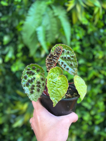 Begonia Ferox 'Spikey Begonia'