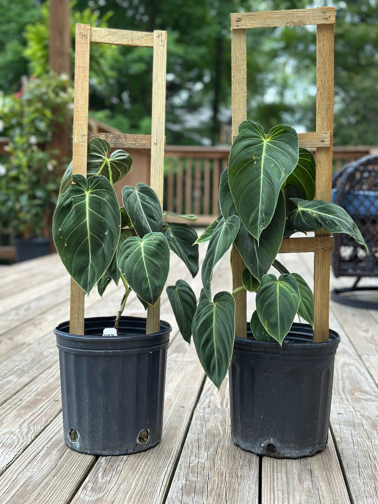 2 Gallon Trellised Philodendron melanochrysum GARAGE SALE ONLY