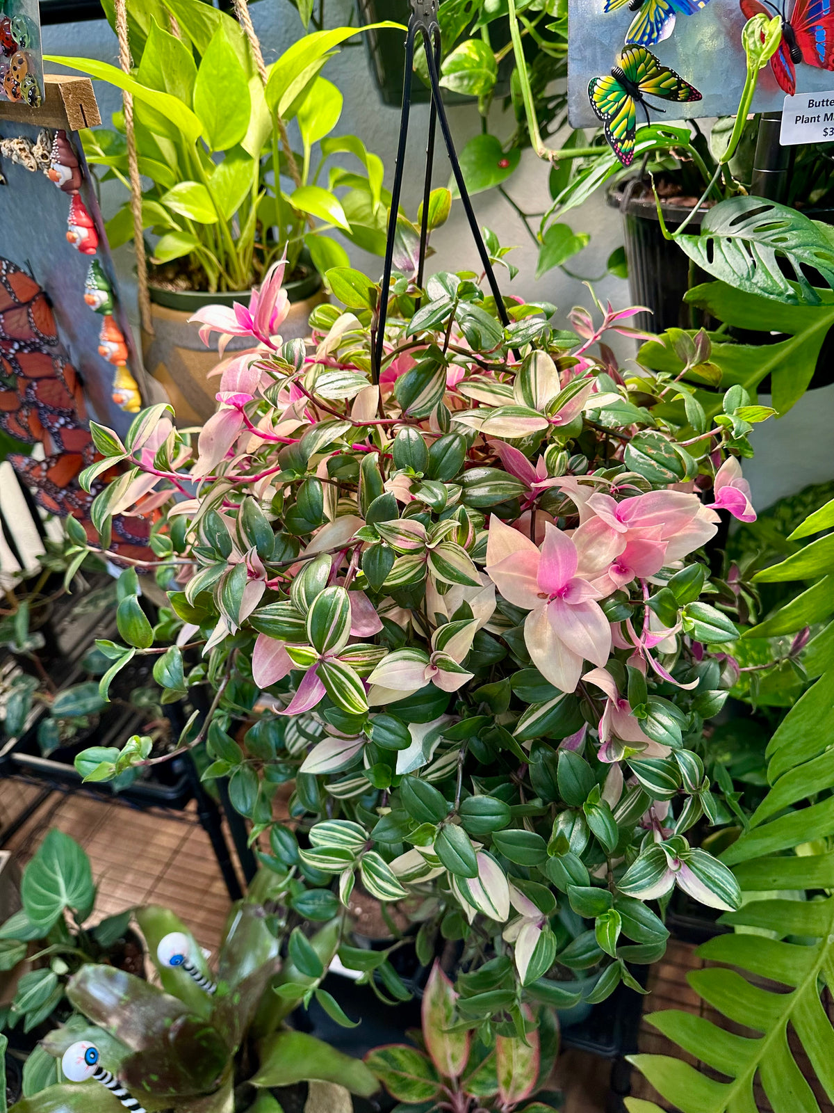 6" Tradescantia Quadricolor Hanging Basket