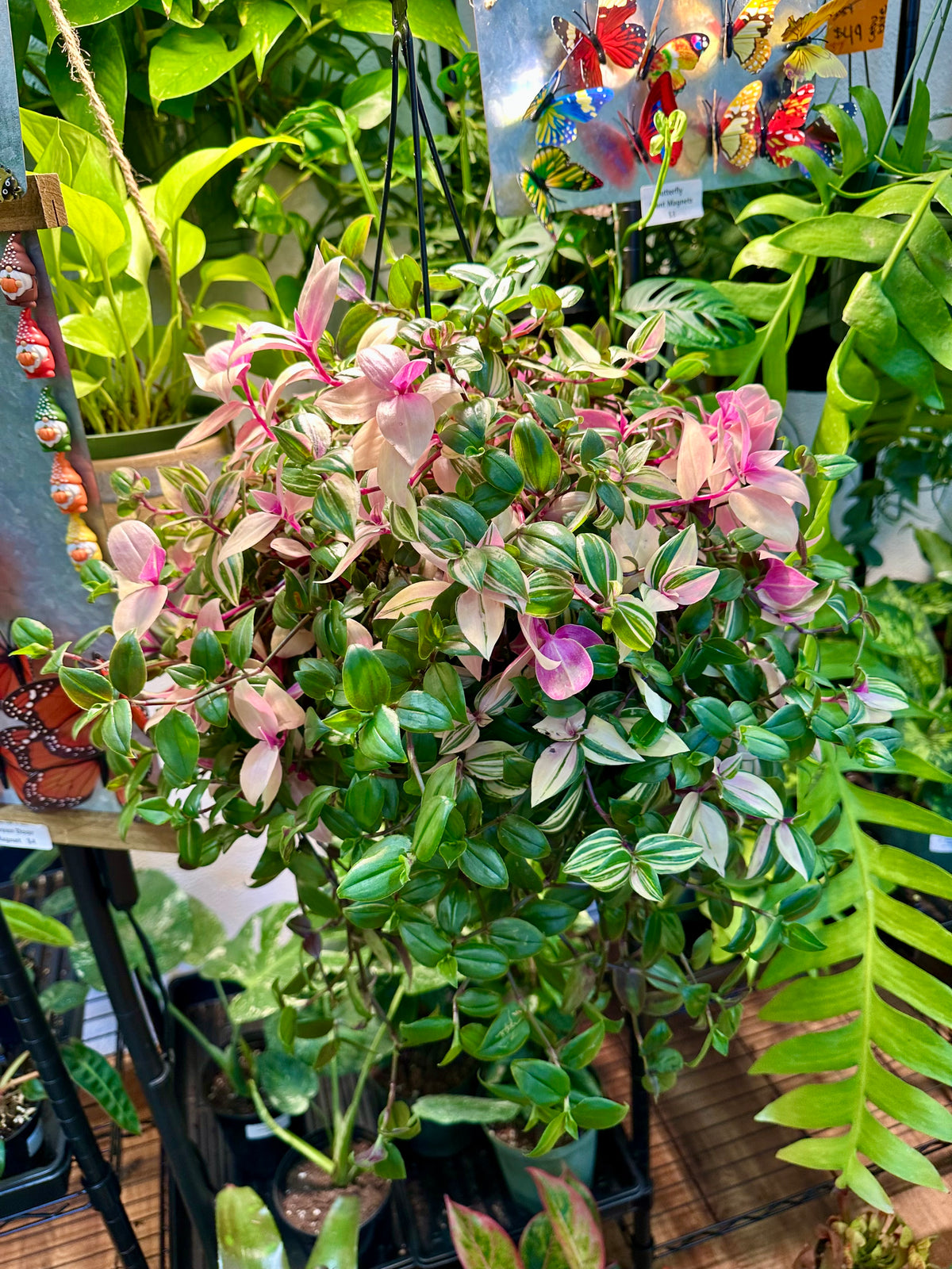 6" Tradescantia Quadricolor Hanging Basket