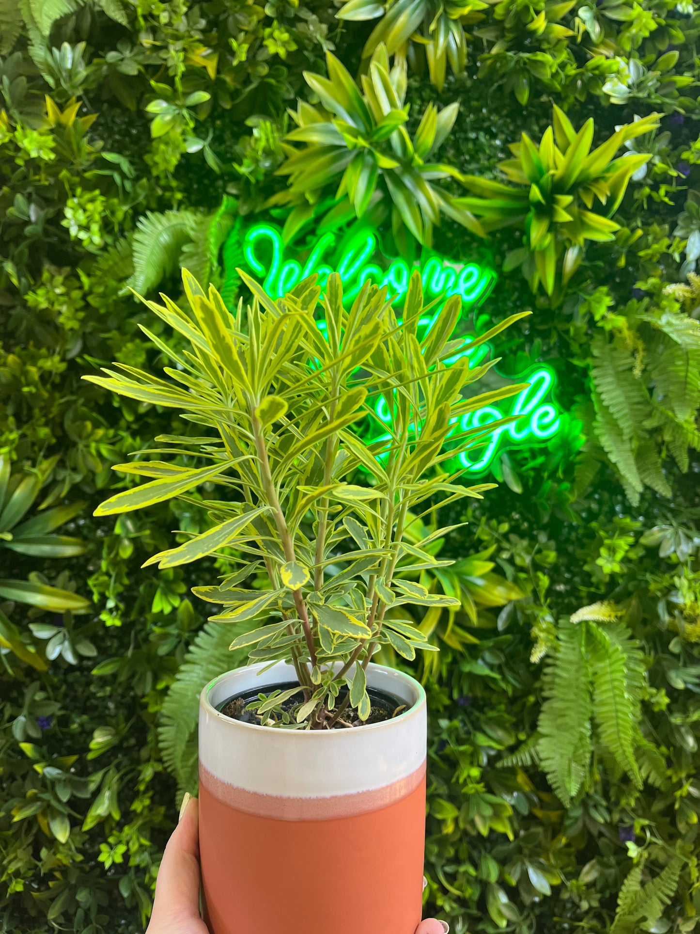 4" Euphorbia Ascot Rainbow