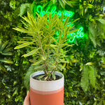 4" Euphorbia Ascot Rainbow