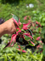 Alternanthera Ficoidea 'Party Time'