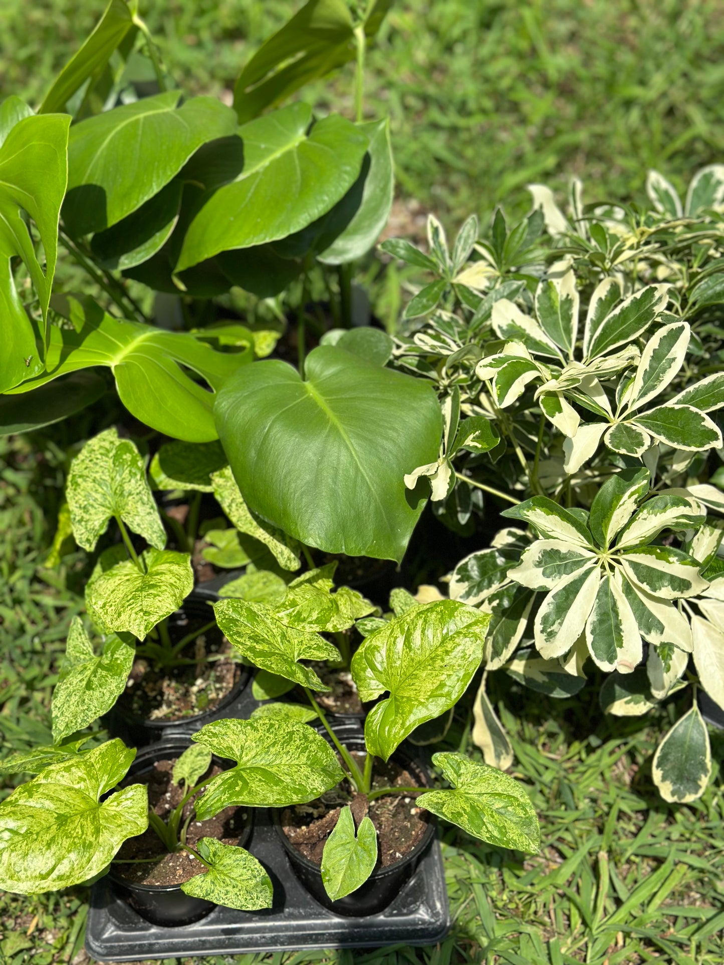 4" Schefflera 'Ivory' GARAGE SALE ONLY