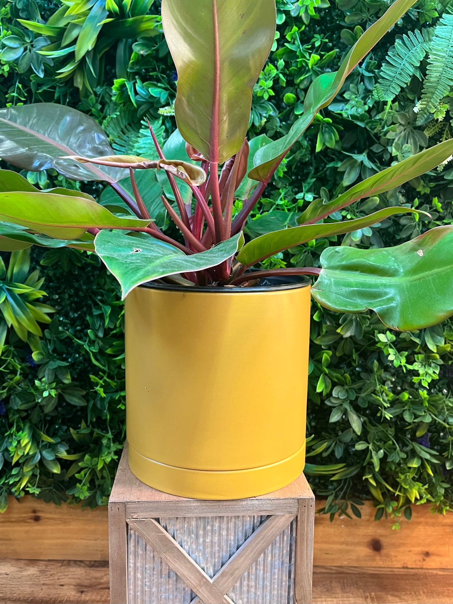 Romey Pot with Saucer - Ochre