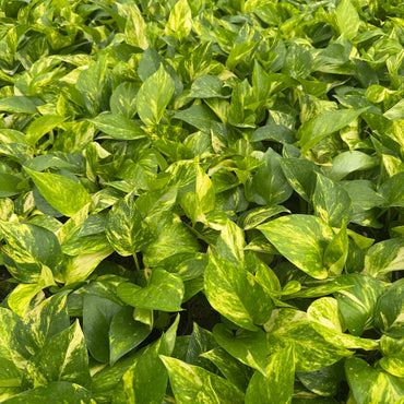4' Hawaiian pothos