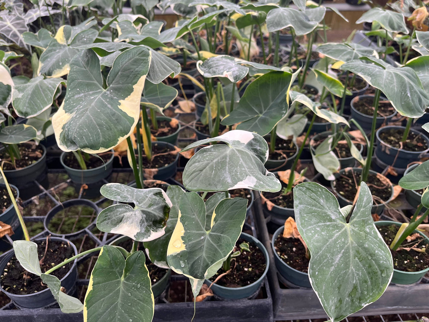 4" Alocasia "Mickey Mouse"